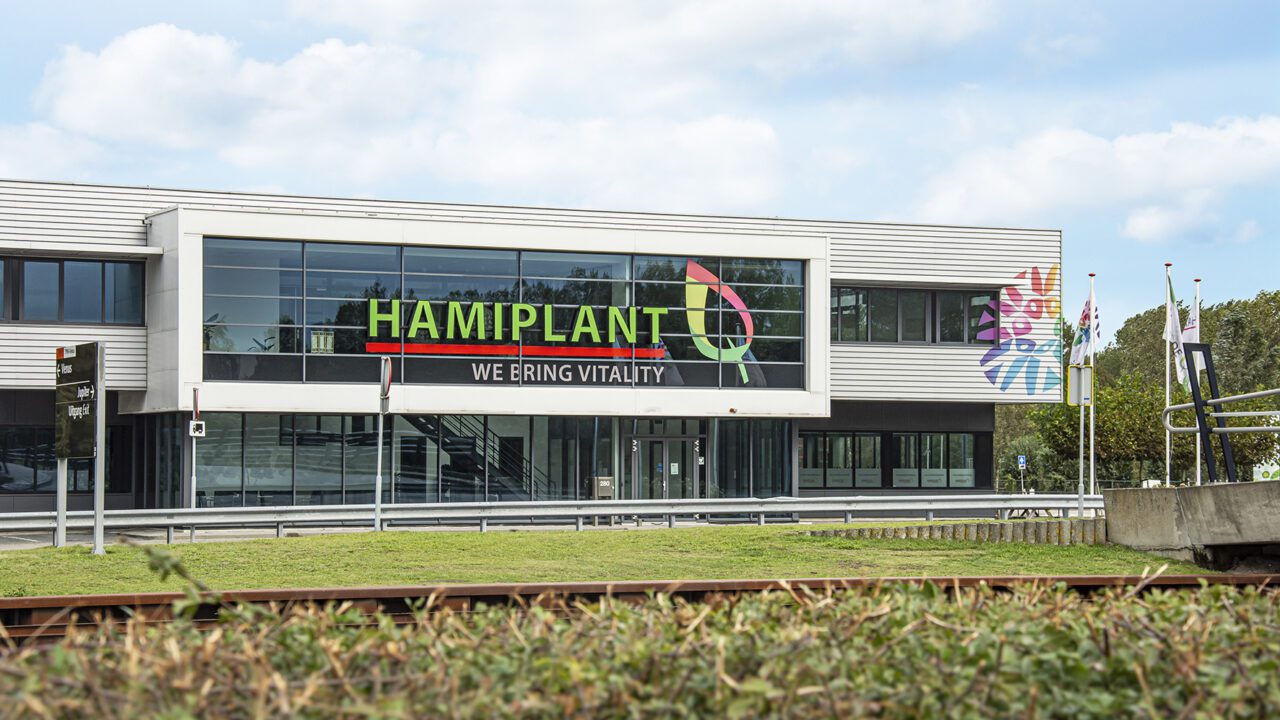 Hamiplant - Dutch Flower Group